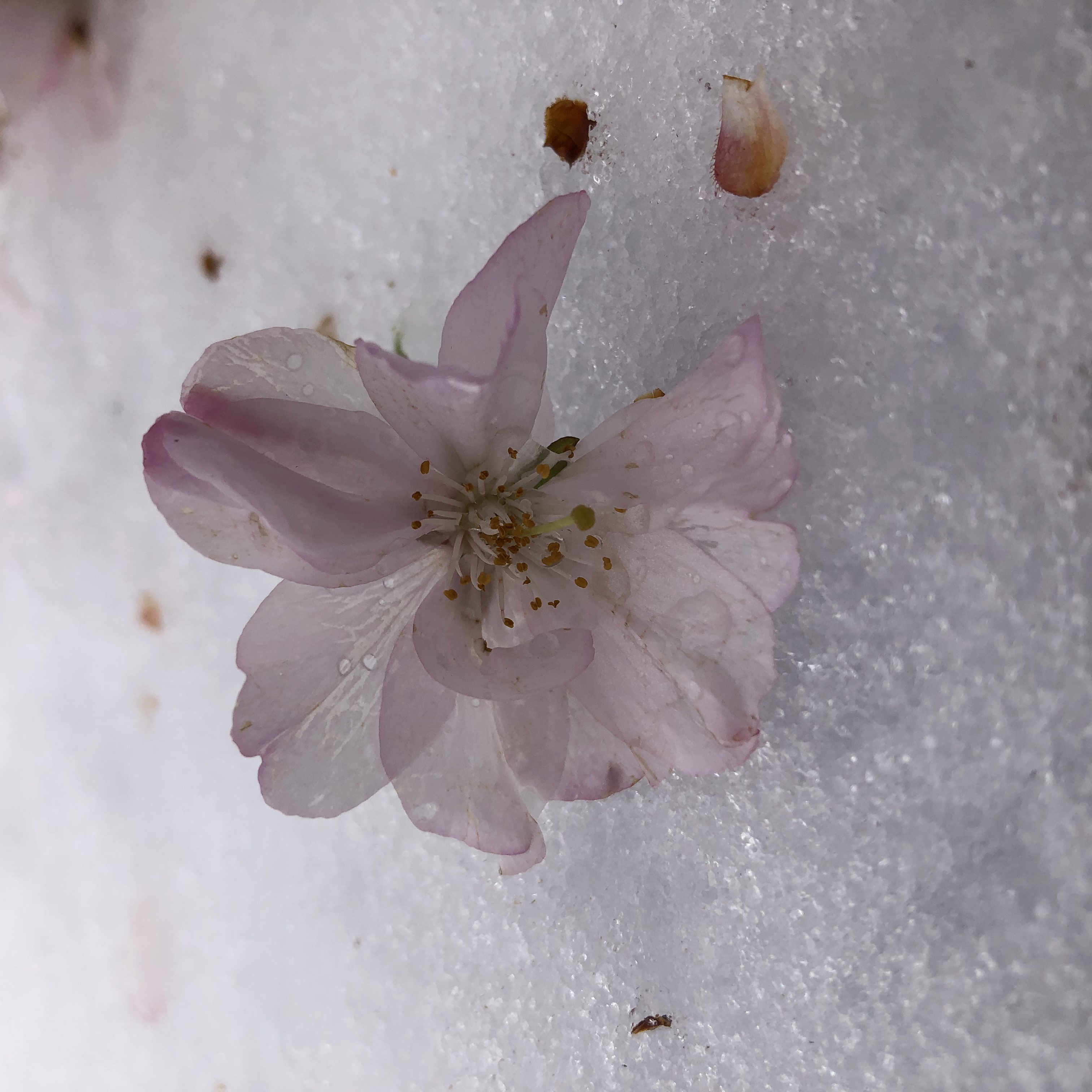 April Snow