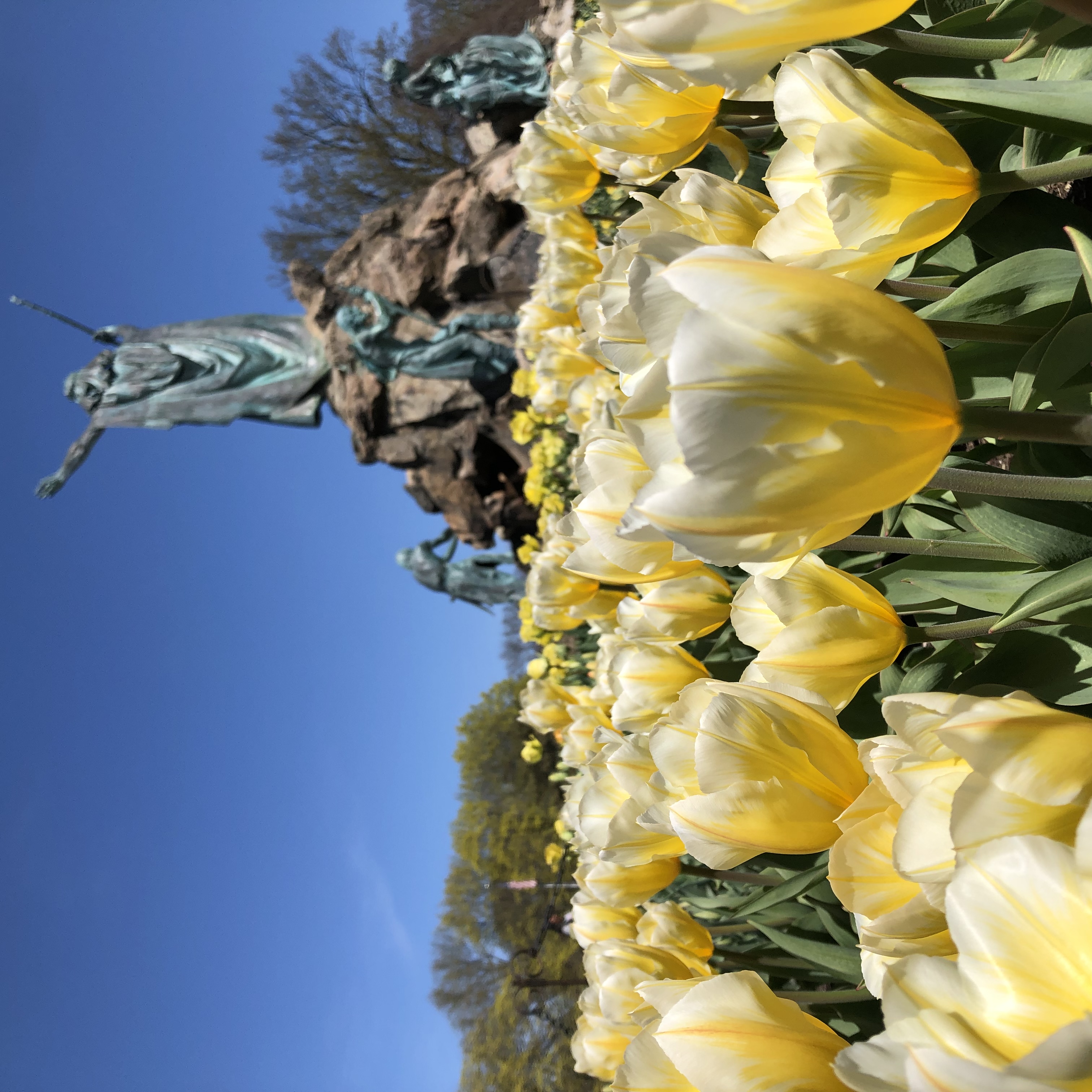 The Tulips in Washington Park